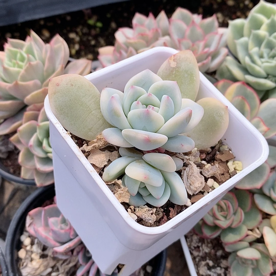 星影锦多肉植物老桩