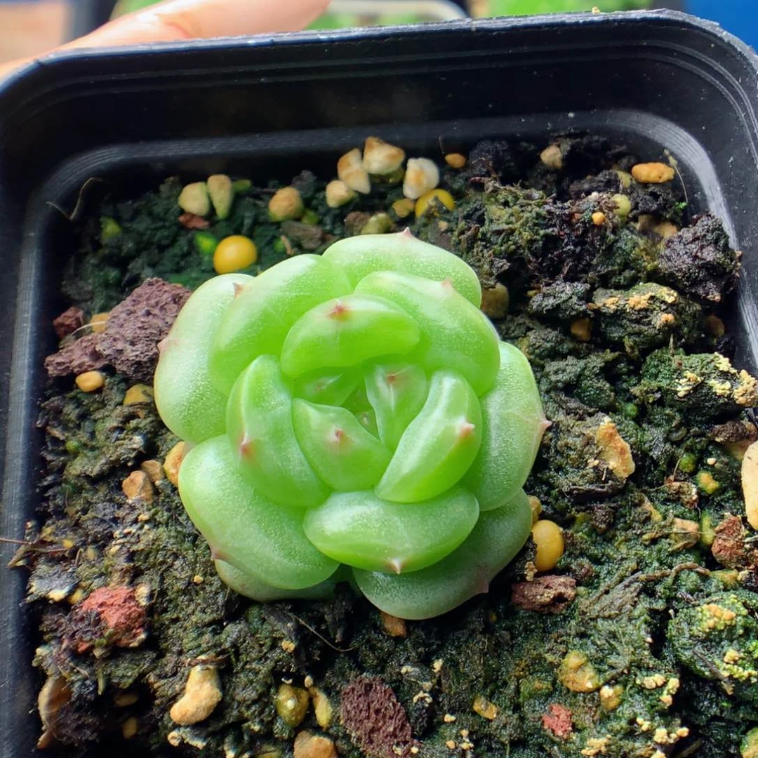 58包邮  群生不包整 1