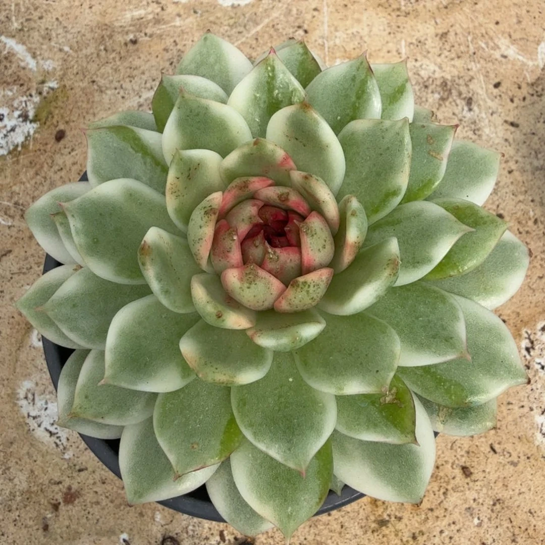 黑水晶锦腹轮锦模特
