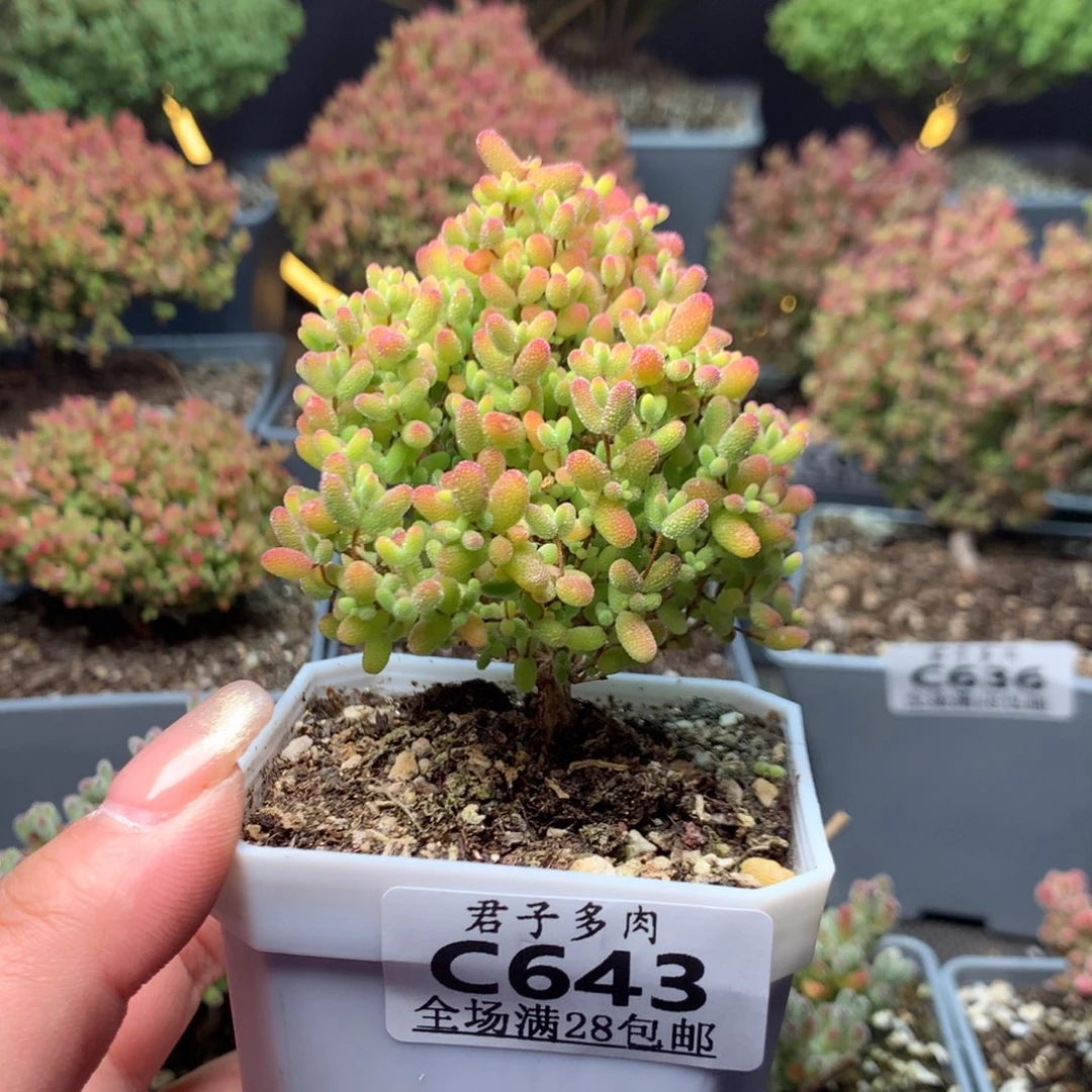 c643蜜橘枝干番杏