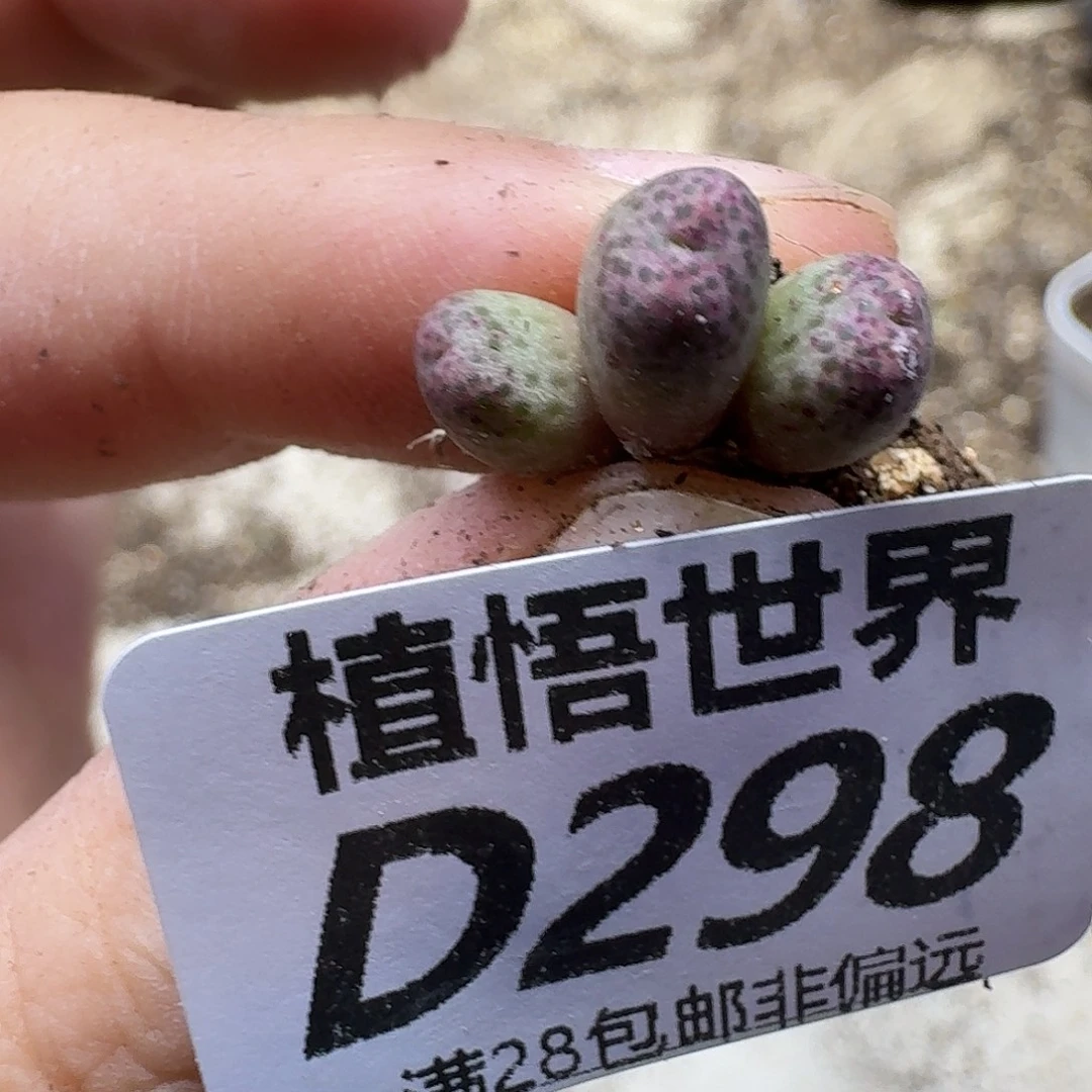 多肉植物的人生fghh