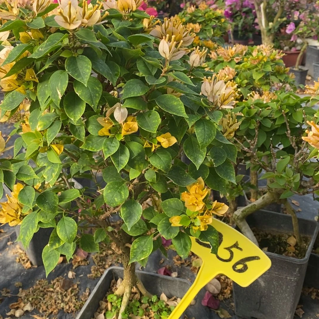 E***y无花朵三角梅塔黄D56