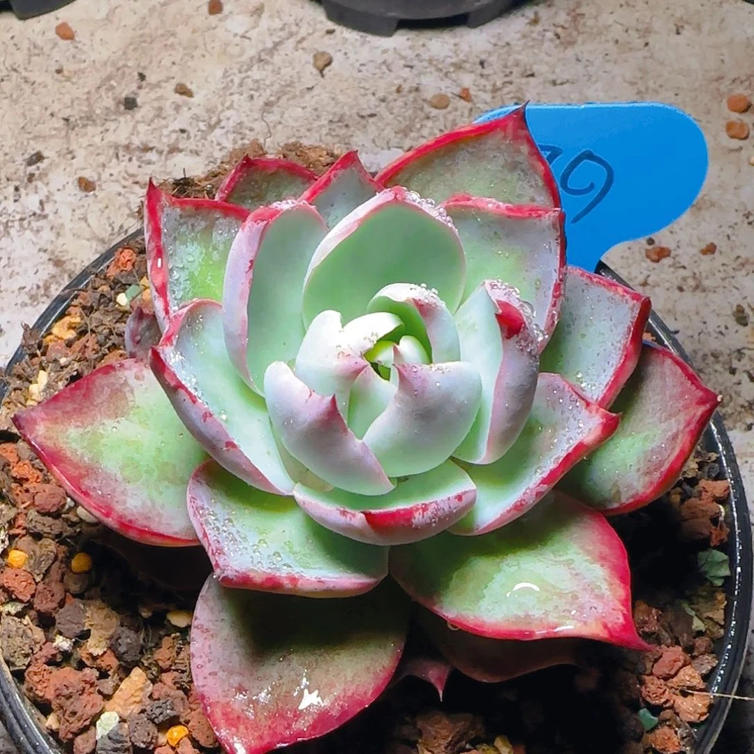 惊鸿仙子一物一拍79号