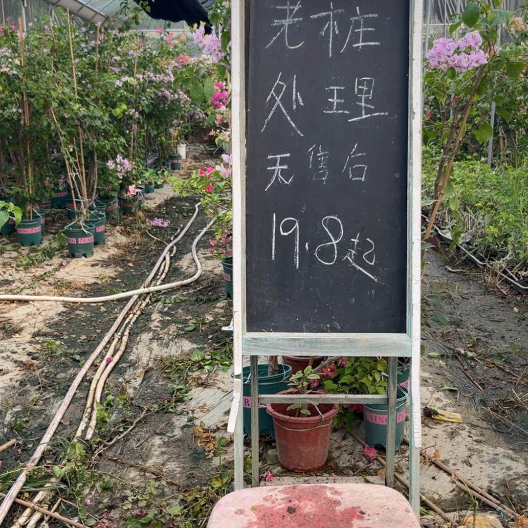 无花朵三角梅三角梅60