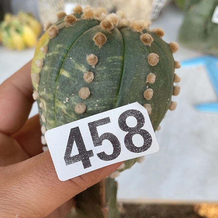 458号高荣都紧一颗三脚架接