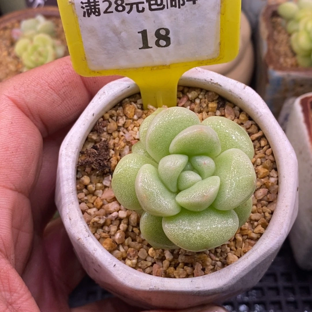 418冰玉石化拉丝，圆秃子