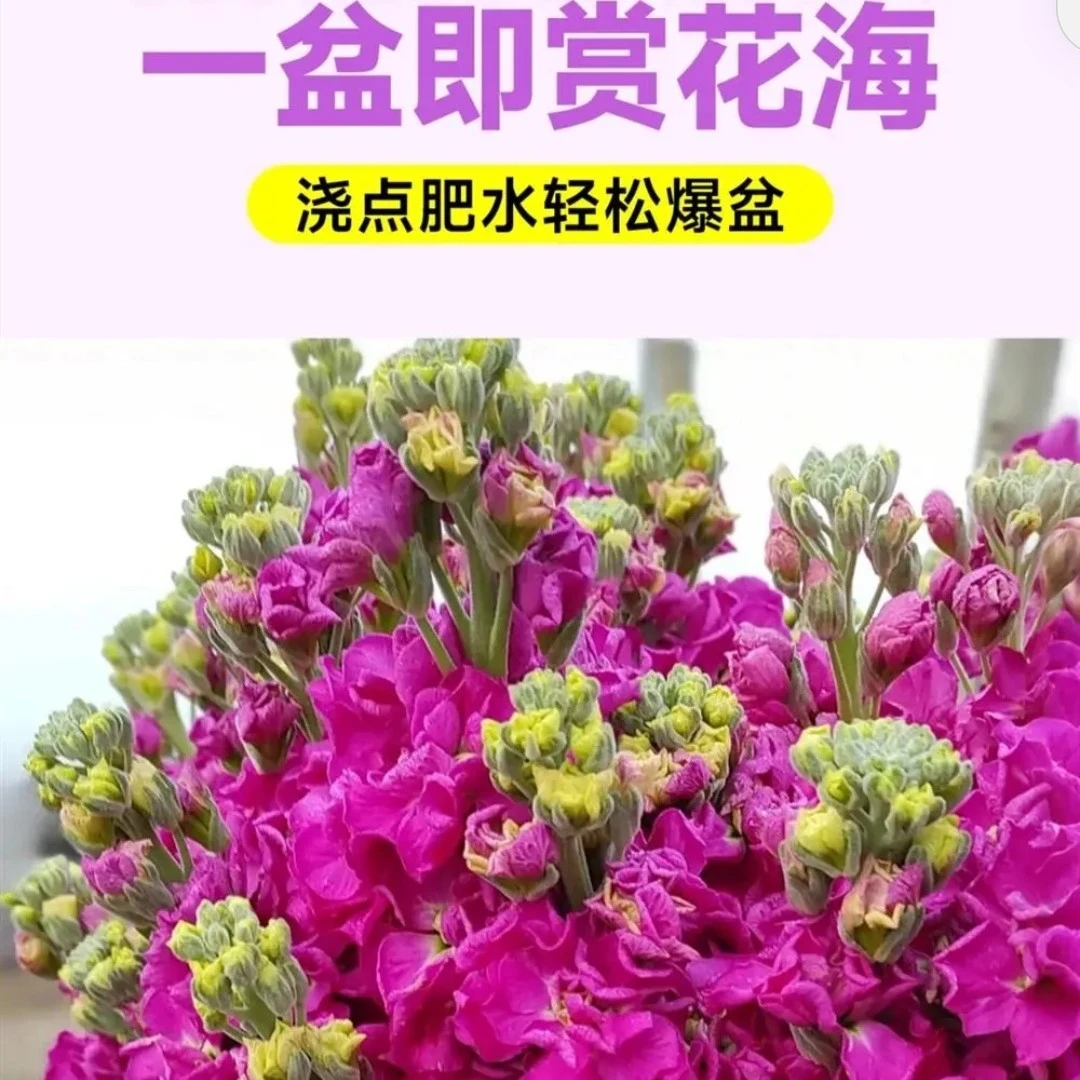 紫罗兰盆栽带花带花苞多年生耐寒多季节开花庭院阳台室内盆栽