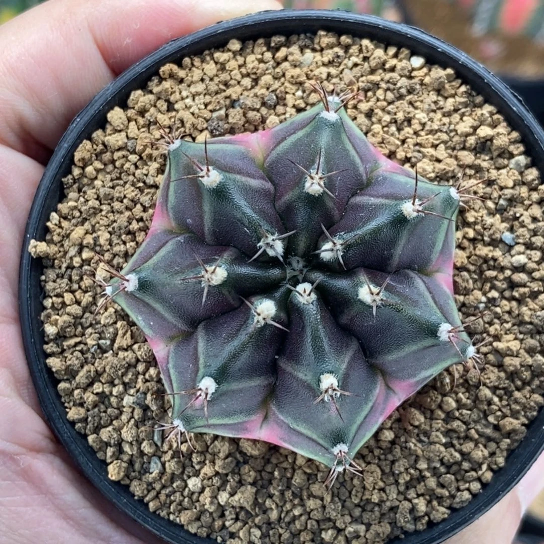 米哈肋骨仙人球30