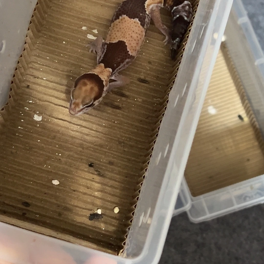 豹纹守宫肥尾守宫，原色