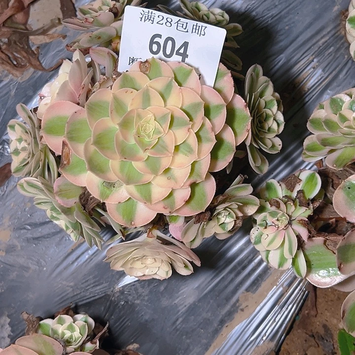 604荔枝多肉植物保护