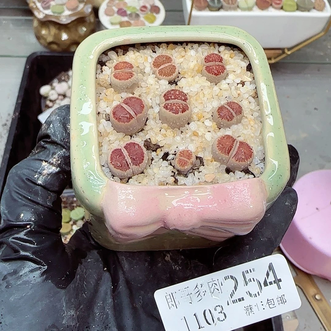 生石花满18包邮1103-254
