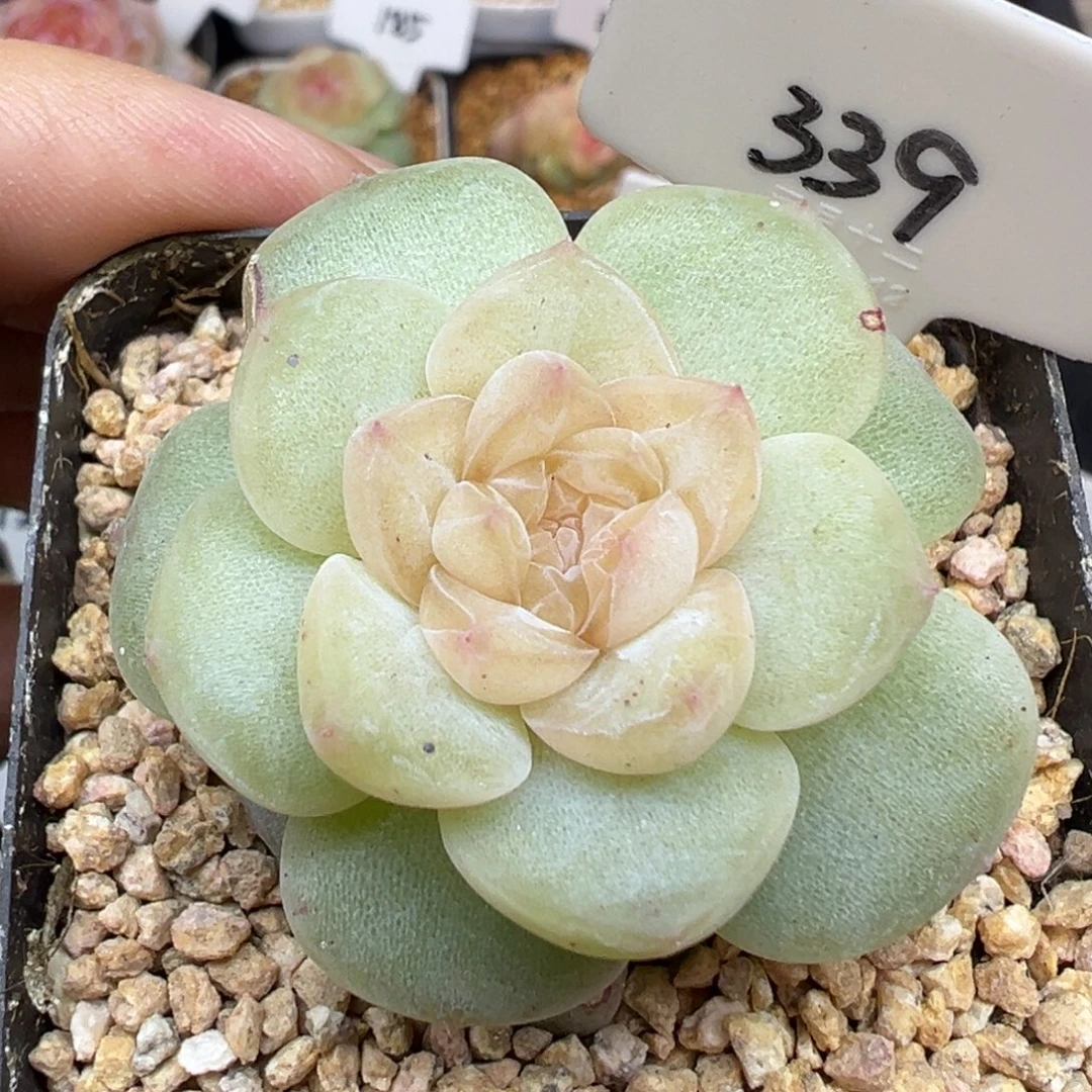 339号风花雪月系列玉瑶