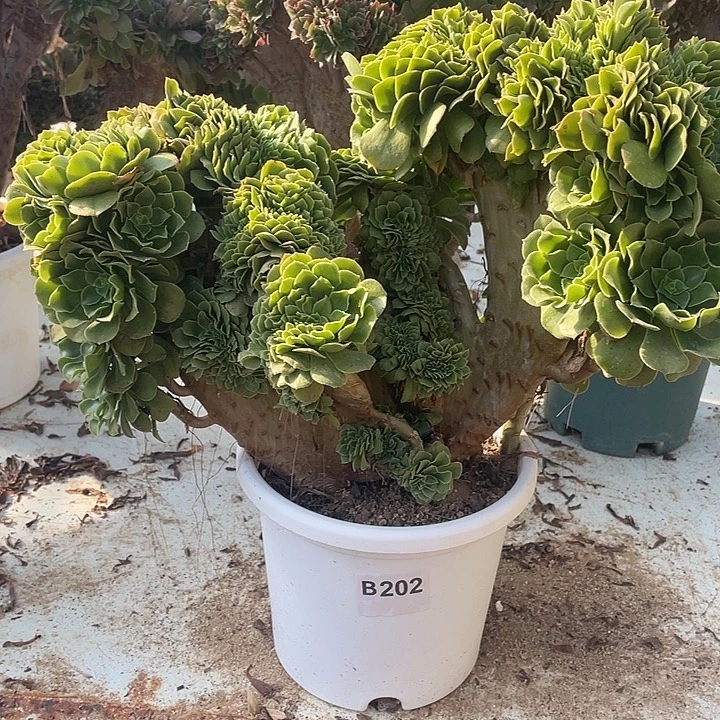 B202绿羊绒缀化55-1脱土包邮