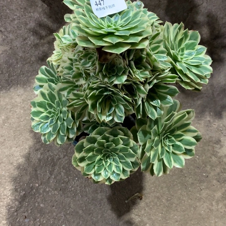 447芳华多肉植物特价