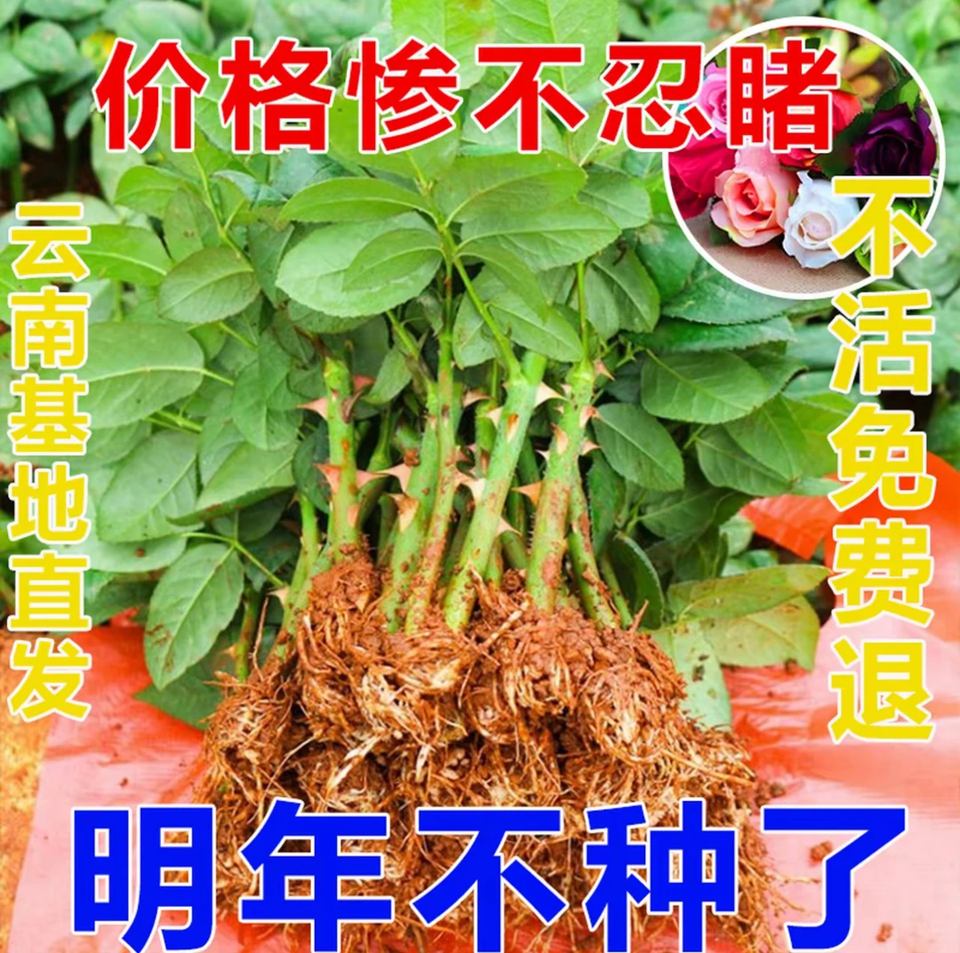 玫瑰鲜切花小苗比月季还好养活，浓香大花盆栽地栽花卉四季开花