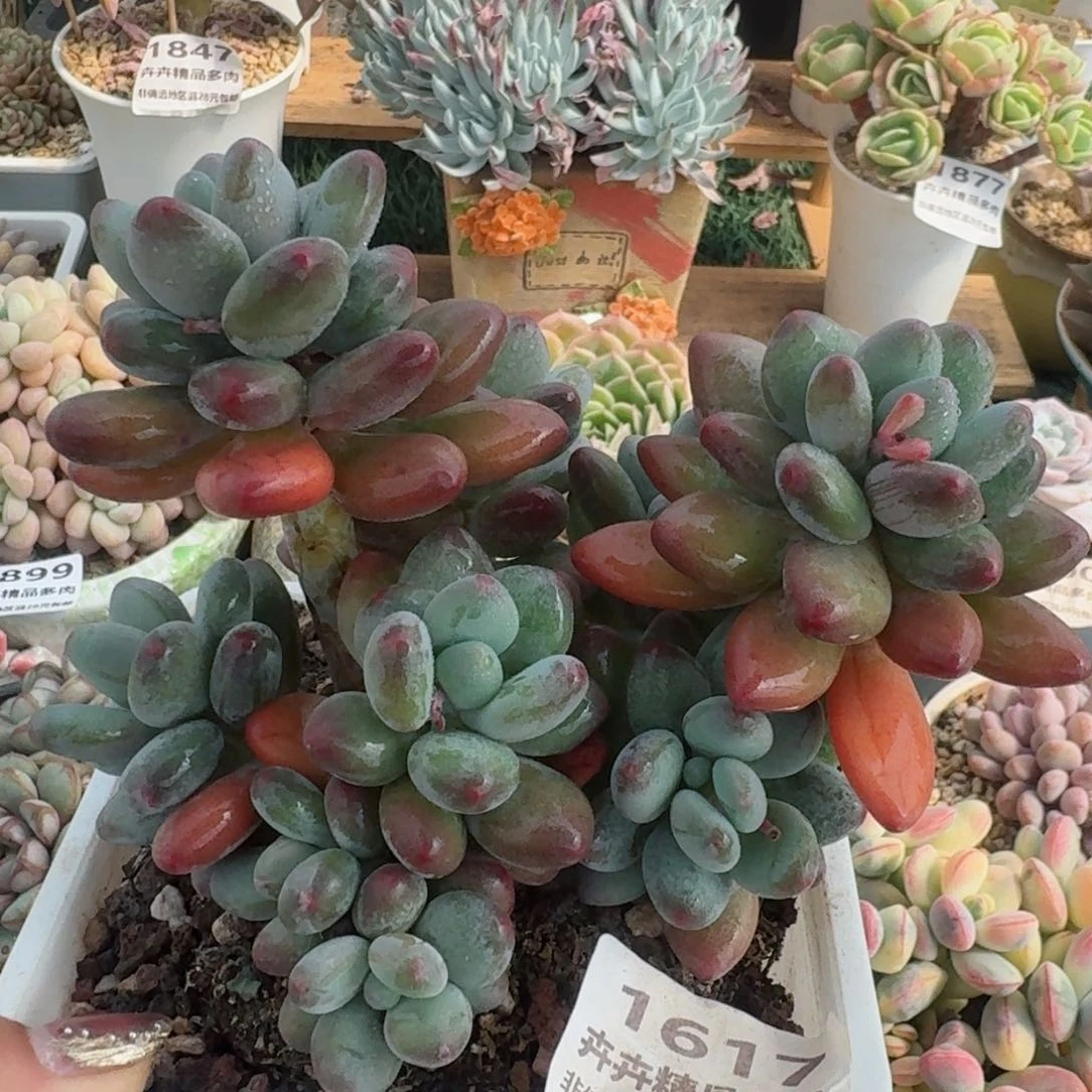 1617一物一拍（满28包邮/l