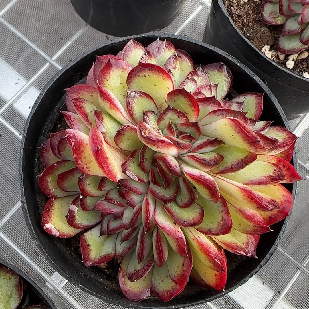 从前慢甄选多肉编号肉酱玫瑰缀