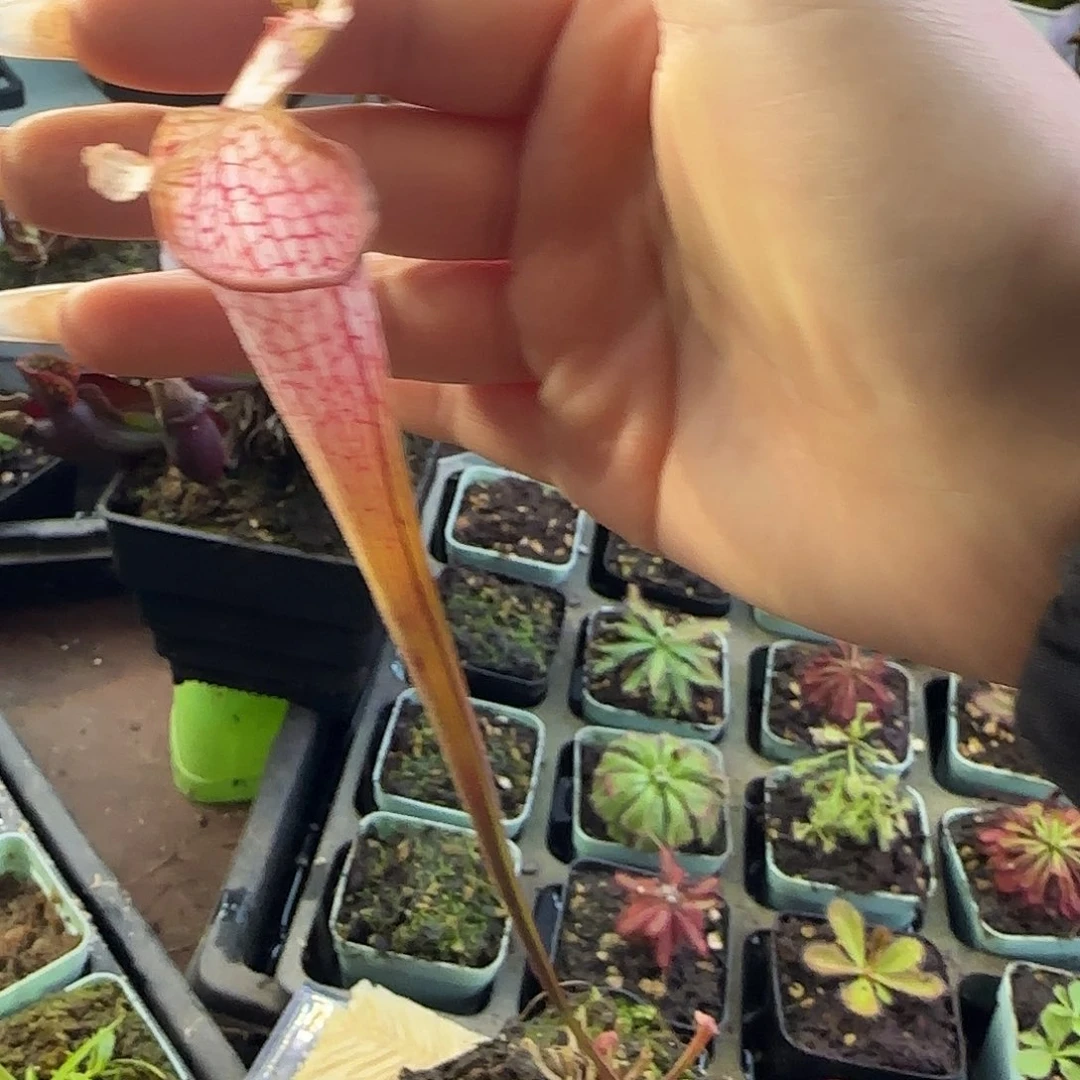 完全开放R9瓶子草