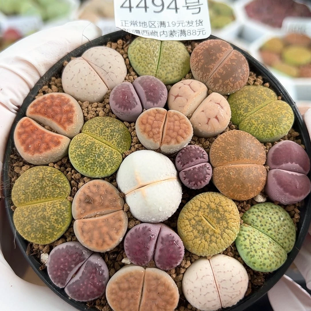 好养易活生石花大母本4494彩拼9cm盆