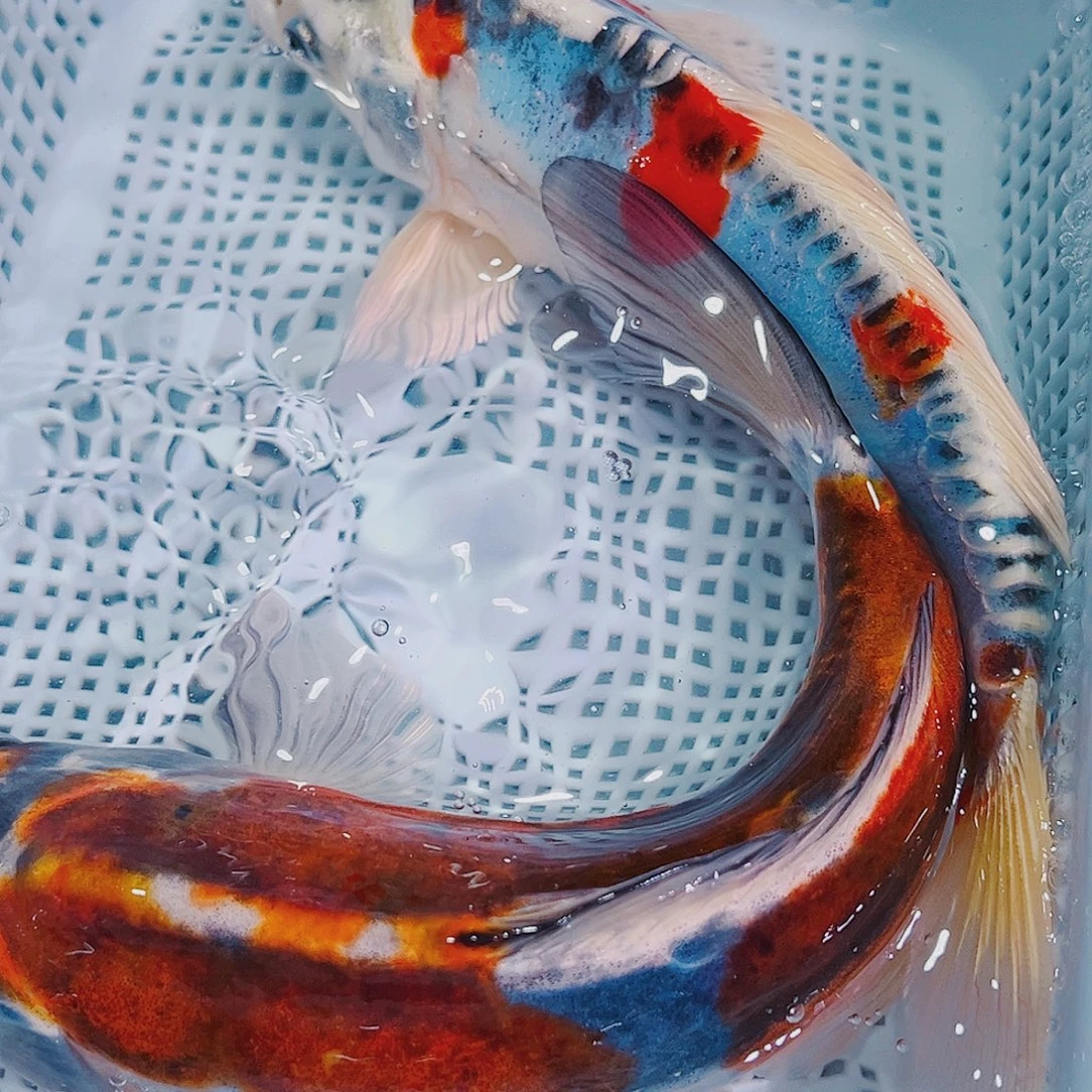 海水鱼锦鲤冷水观赏鱼124