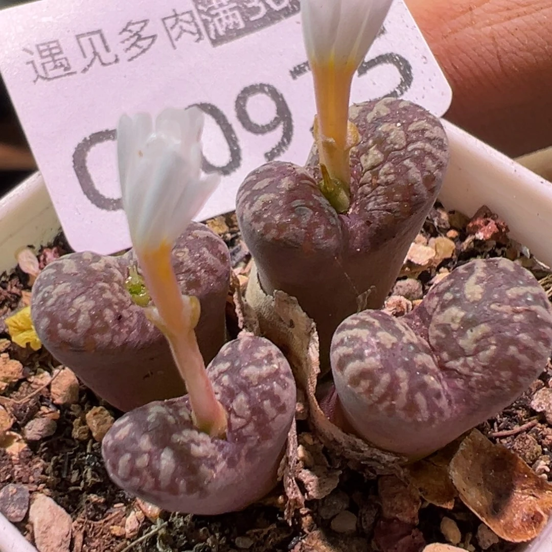 多肉植物11111111111111111