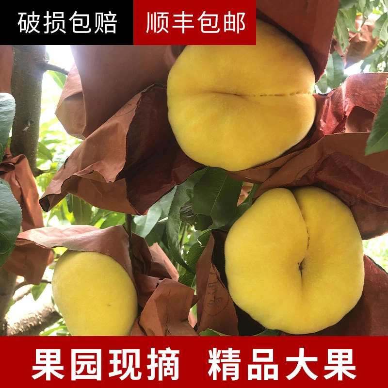 陕西黄蟠桃7斤正宗现摘产地直发包邮整箱孕妇应季水果新鲜大果