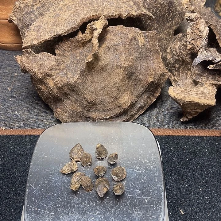 树脂制品玉*原母树树丁8克