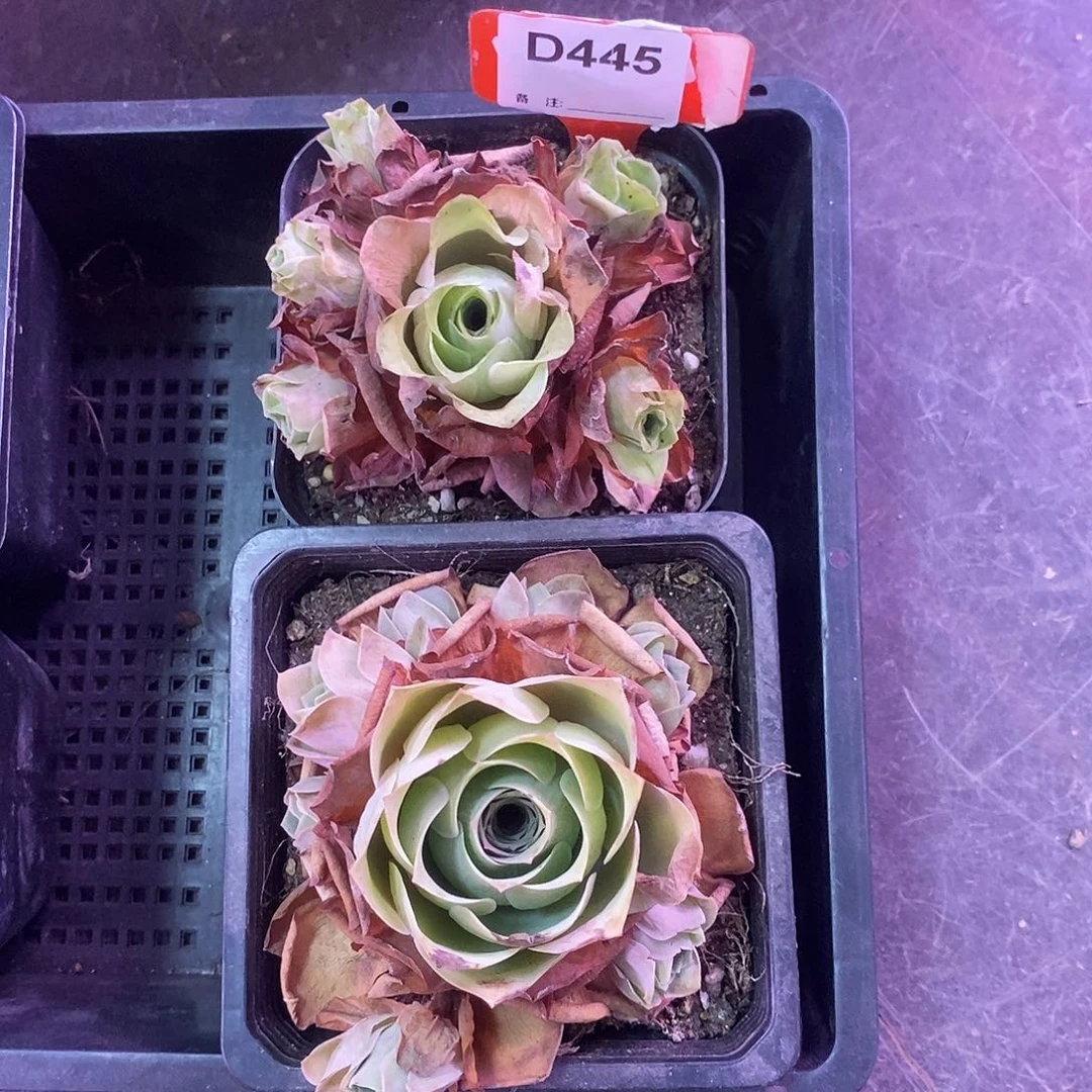 yjj445一物一拍组合