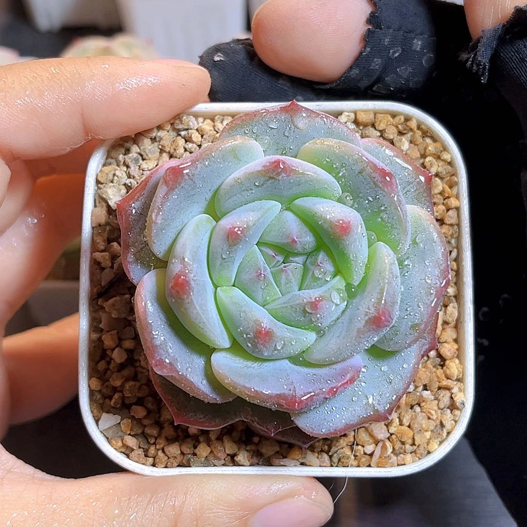 G148 一物一拍多肉 西兰花