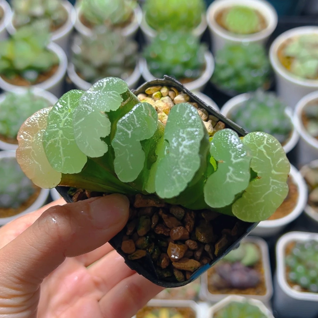 大绳玉扇多肉多肉1