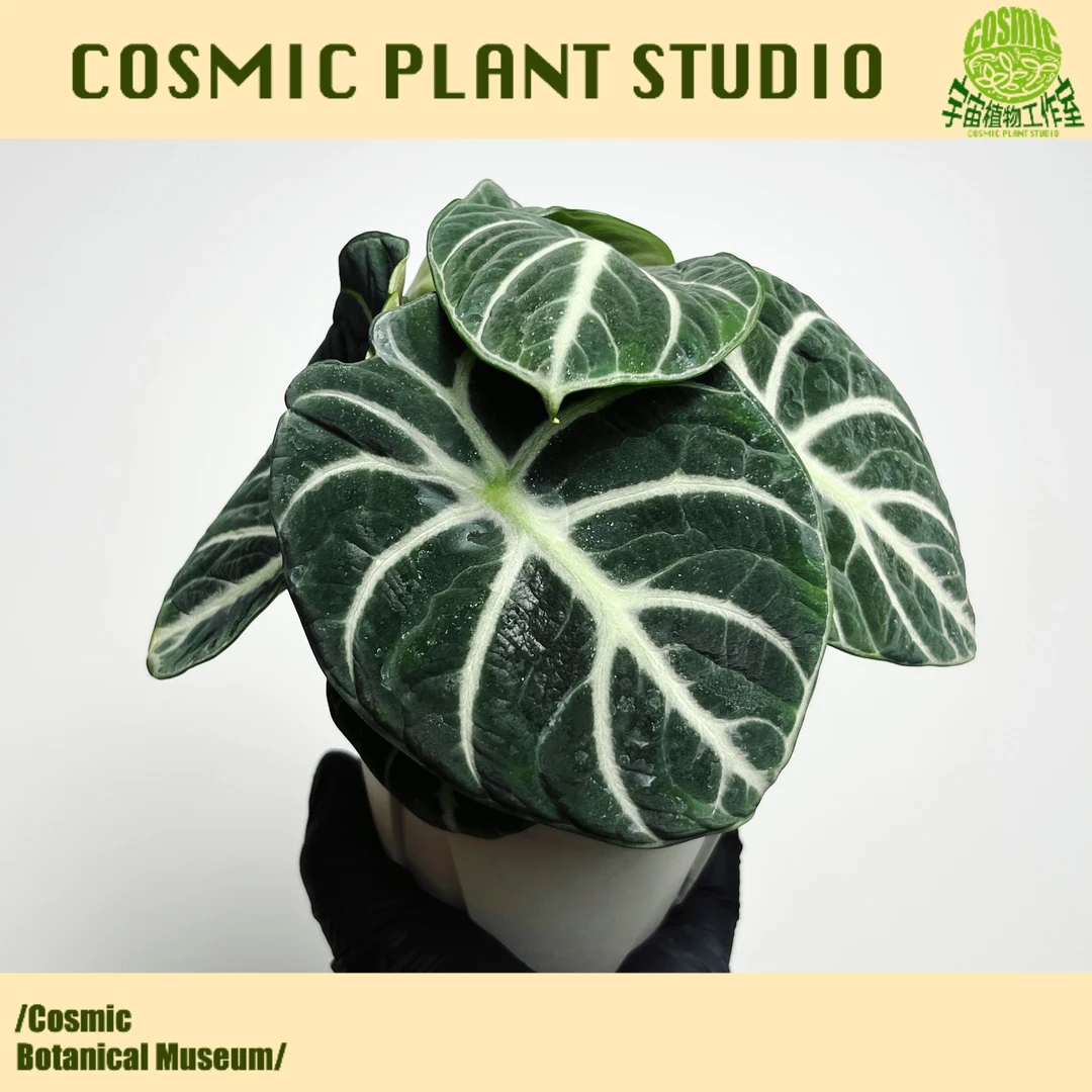 宇宙植物/忍者海芋/ins 绿植/网红盆栽/热带植物好养室内办公室