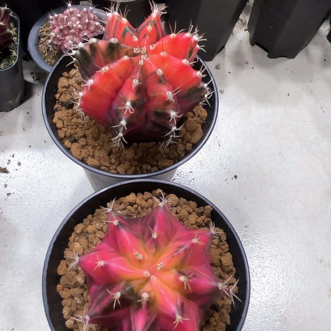 降*泰系实生根，米哈锦