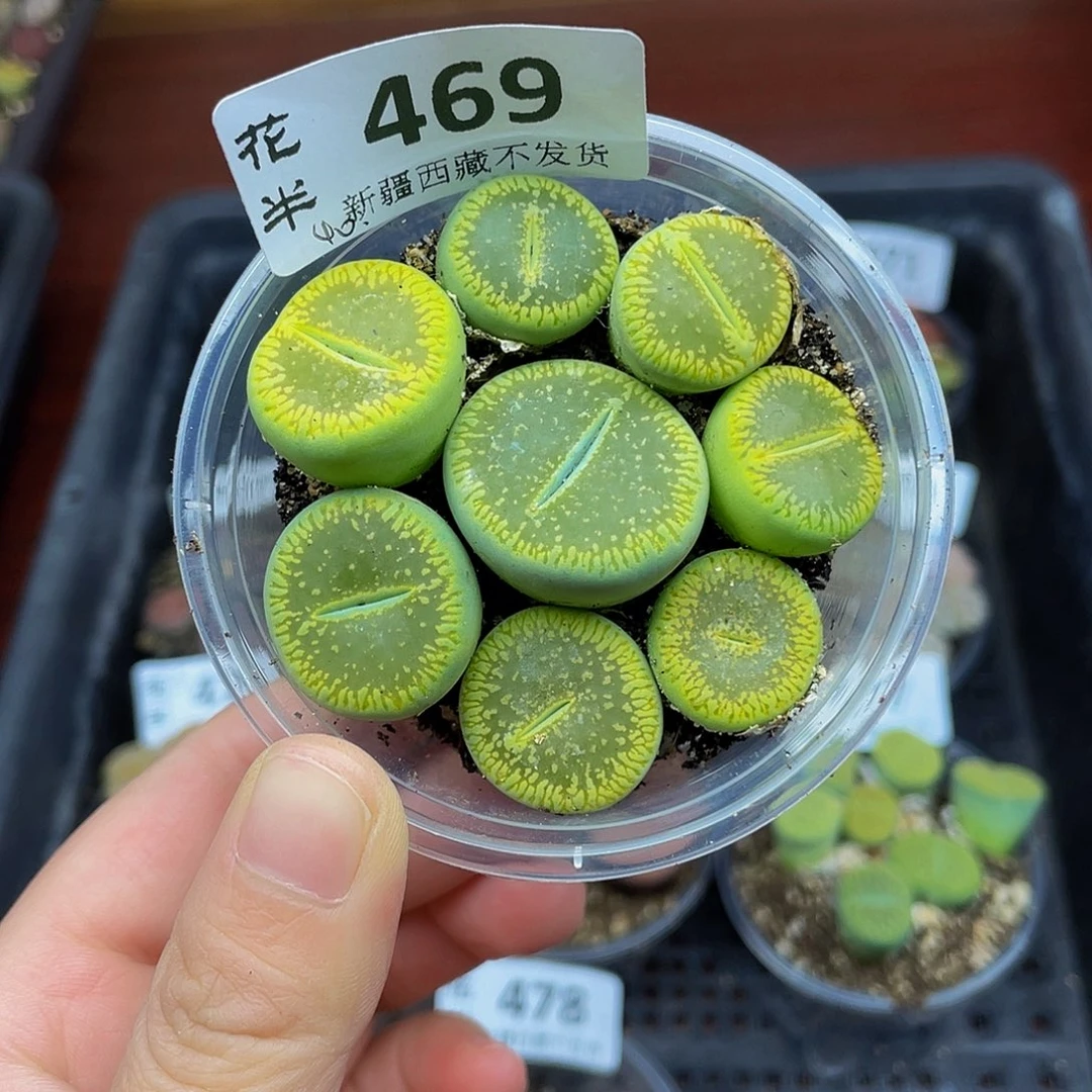 4690000000花花花花花花花花