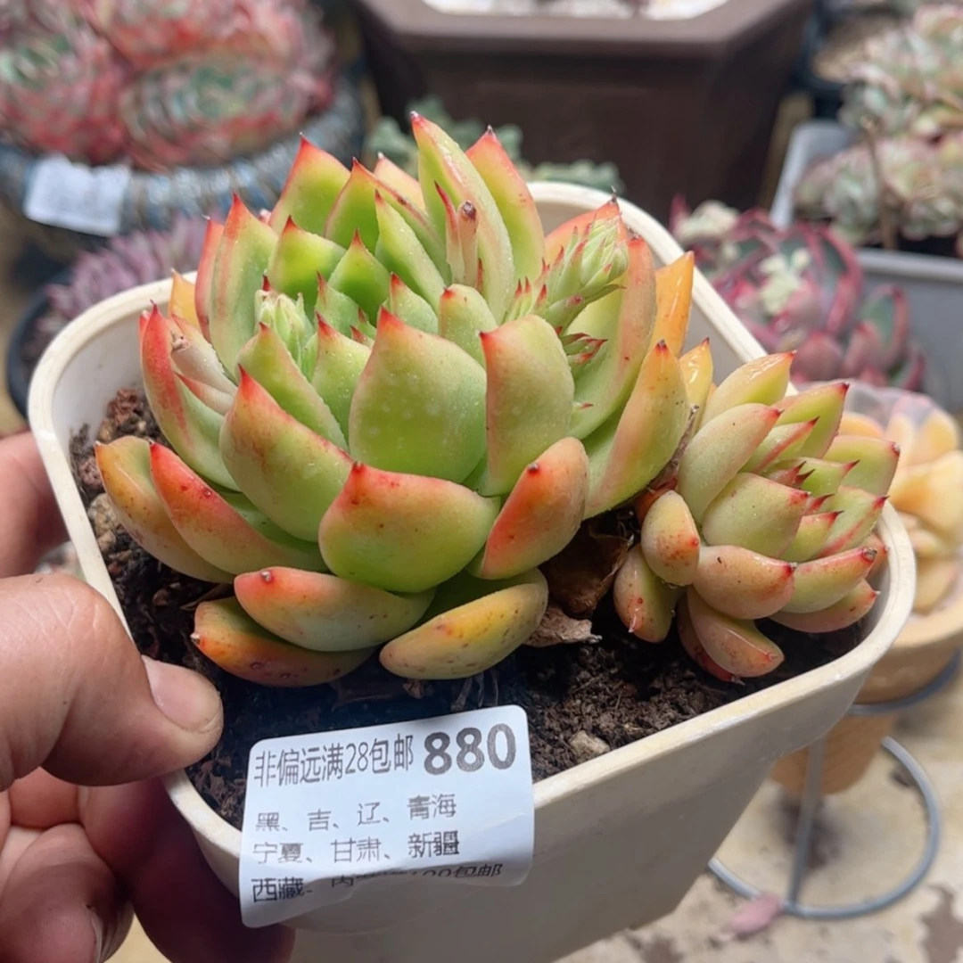 【闪购商品】880黄桃东云