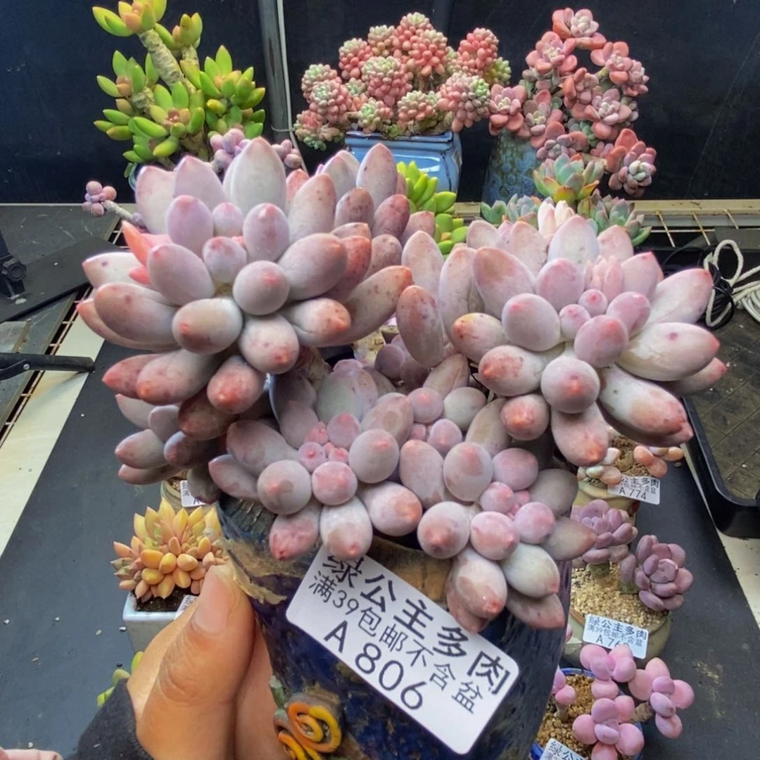 806婴儿手指多肉9c m