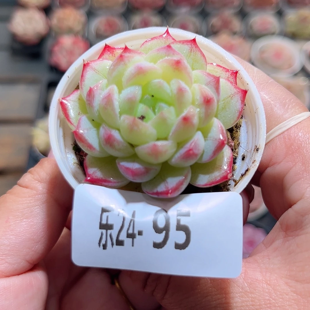 乐24-95新品单头