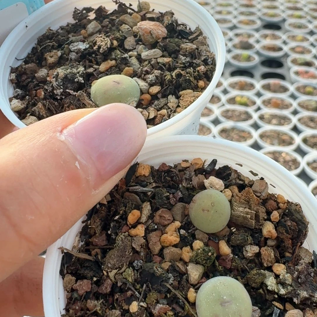 550三颗带盆土发货