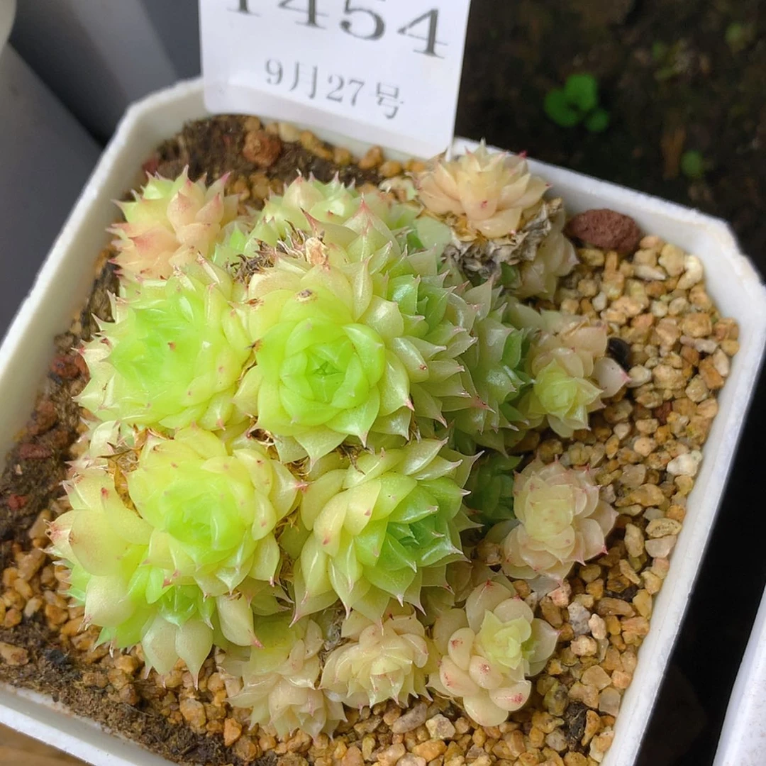 【闪购商品】云1454号