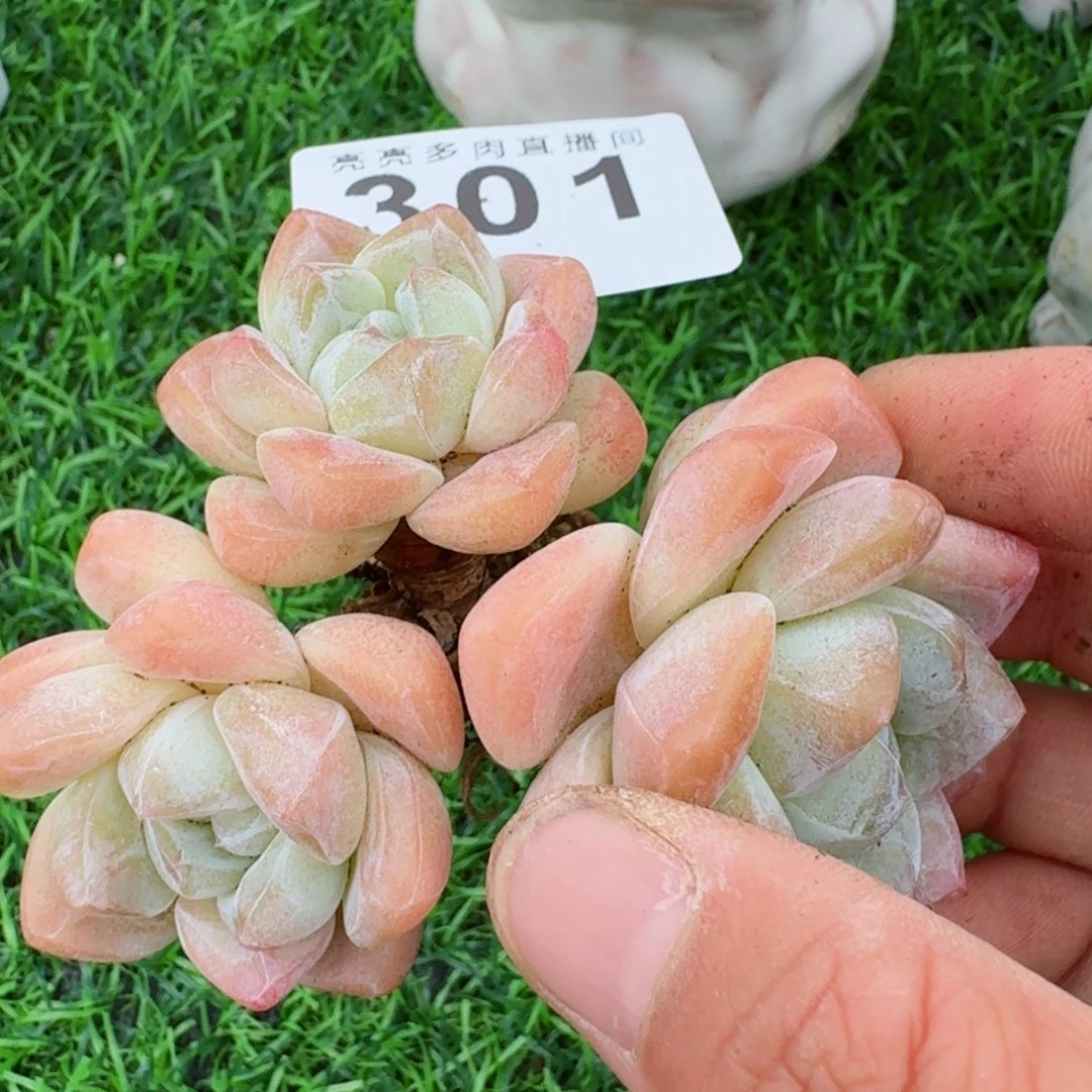 老桩冰玉      愿你一路坦途，乘风破浪展宏图