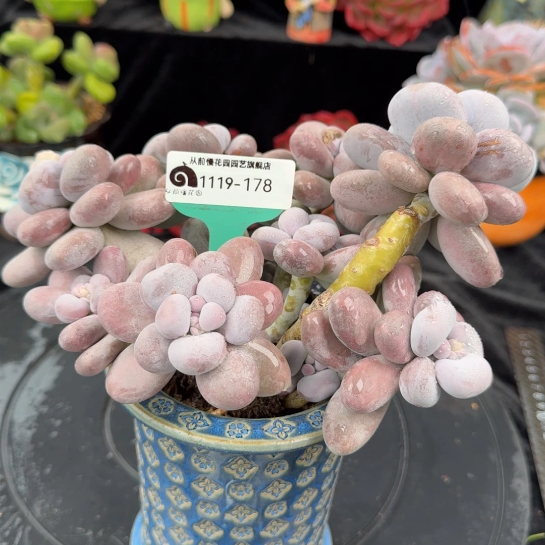 从前慢花园多肉编号1119-178