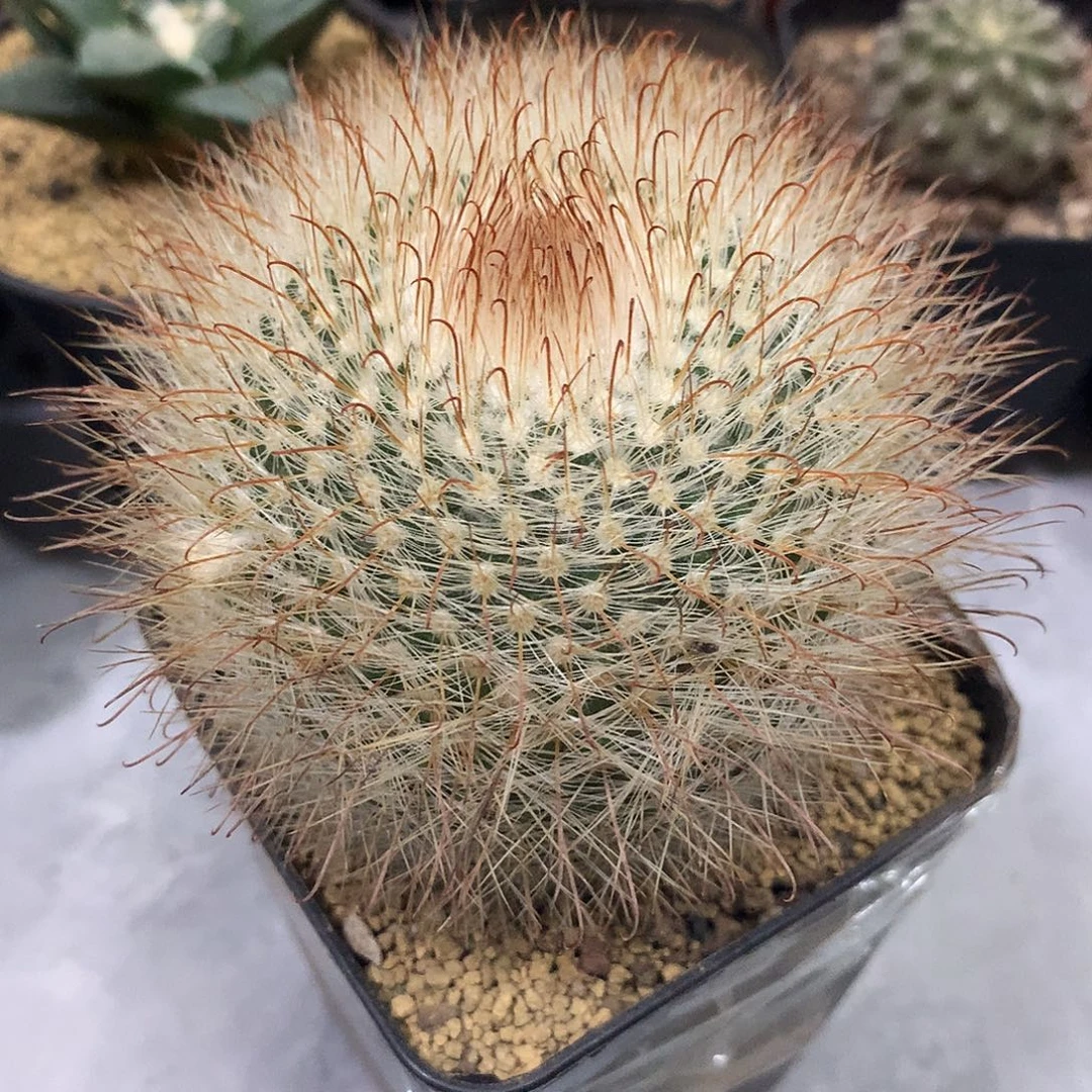 福利实生根菲秀玉仙人球