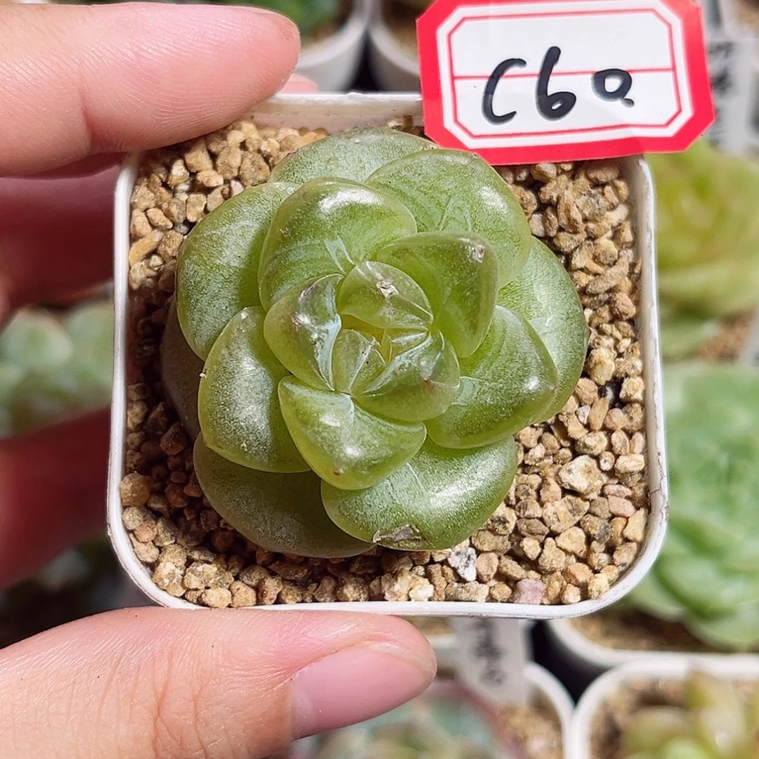 C60 一物一拍 珍妮精选