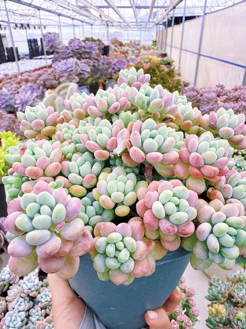 【鱼子酱】脱土发货 云南维维多肉 新手好养 心花怒放 云南多肉植物