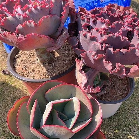 ?**香A8 包菜系列 3 棵