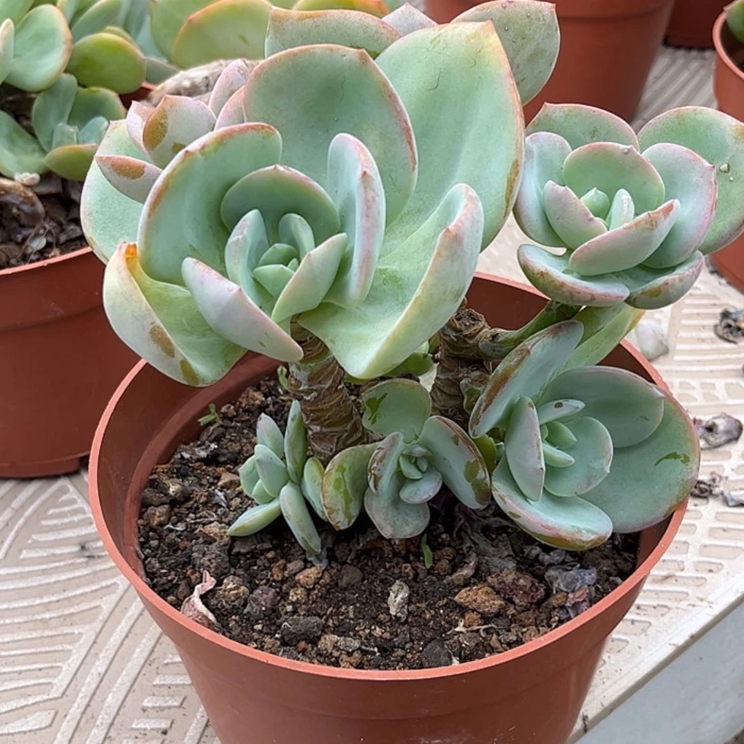 【闪购商品】无花朵陌**花
