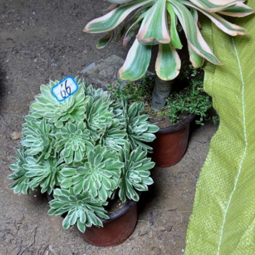 【闪购商品】蒙*豪多肉植物两个66