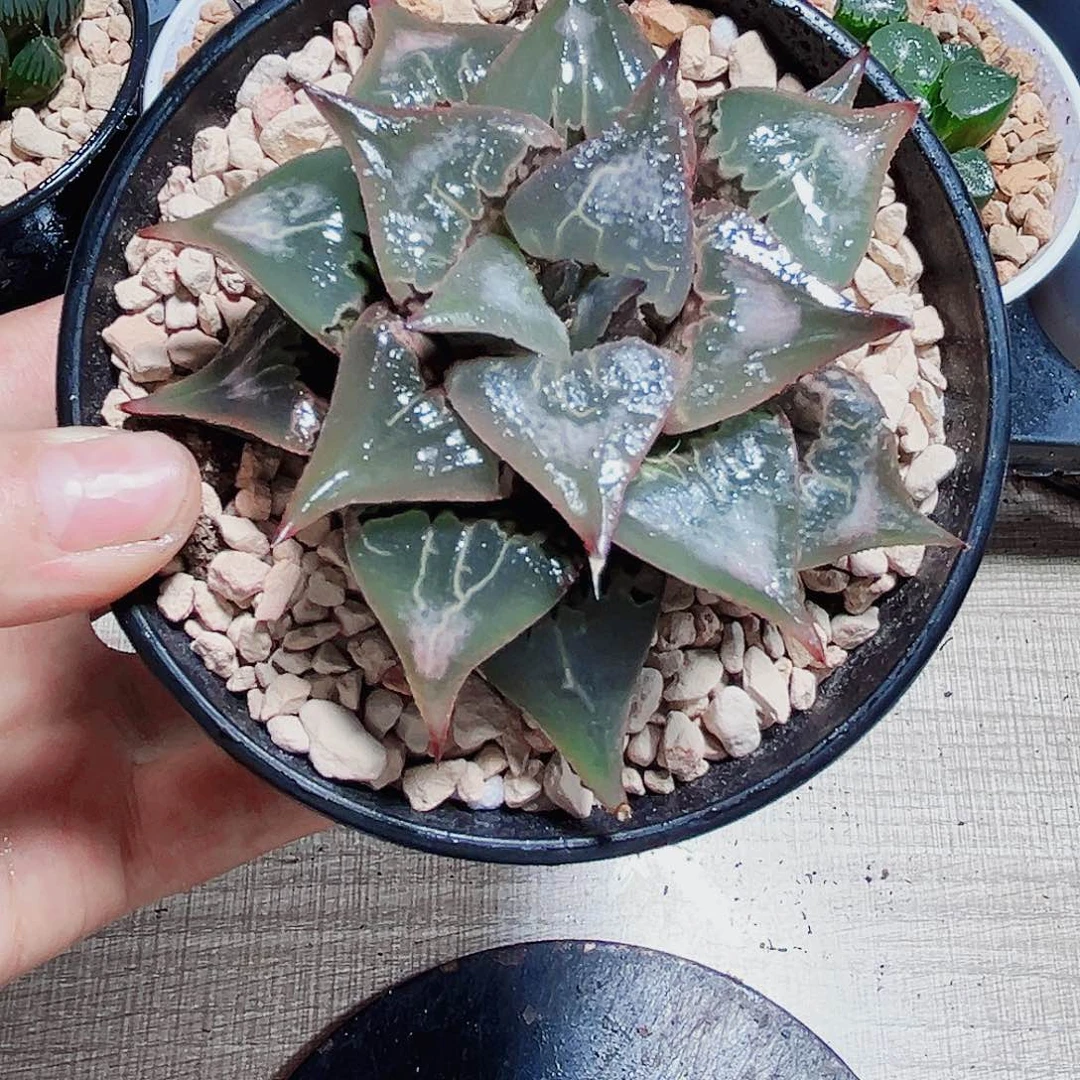 酒吞大童子多肉植物