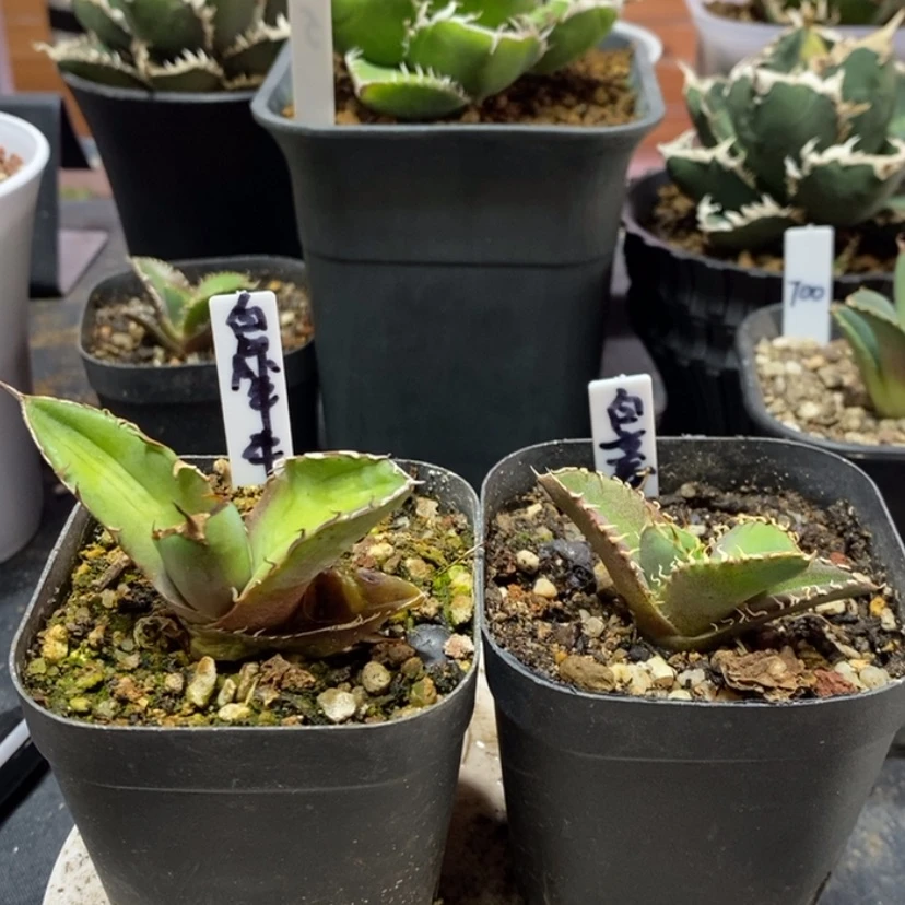 【闪购商品】风****甩白豪刺白犀牛