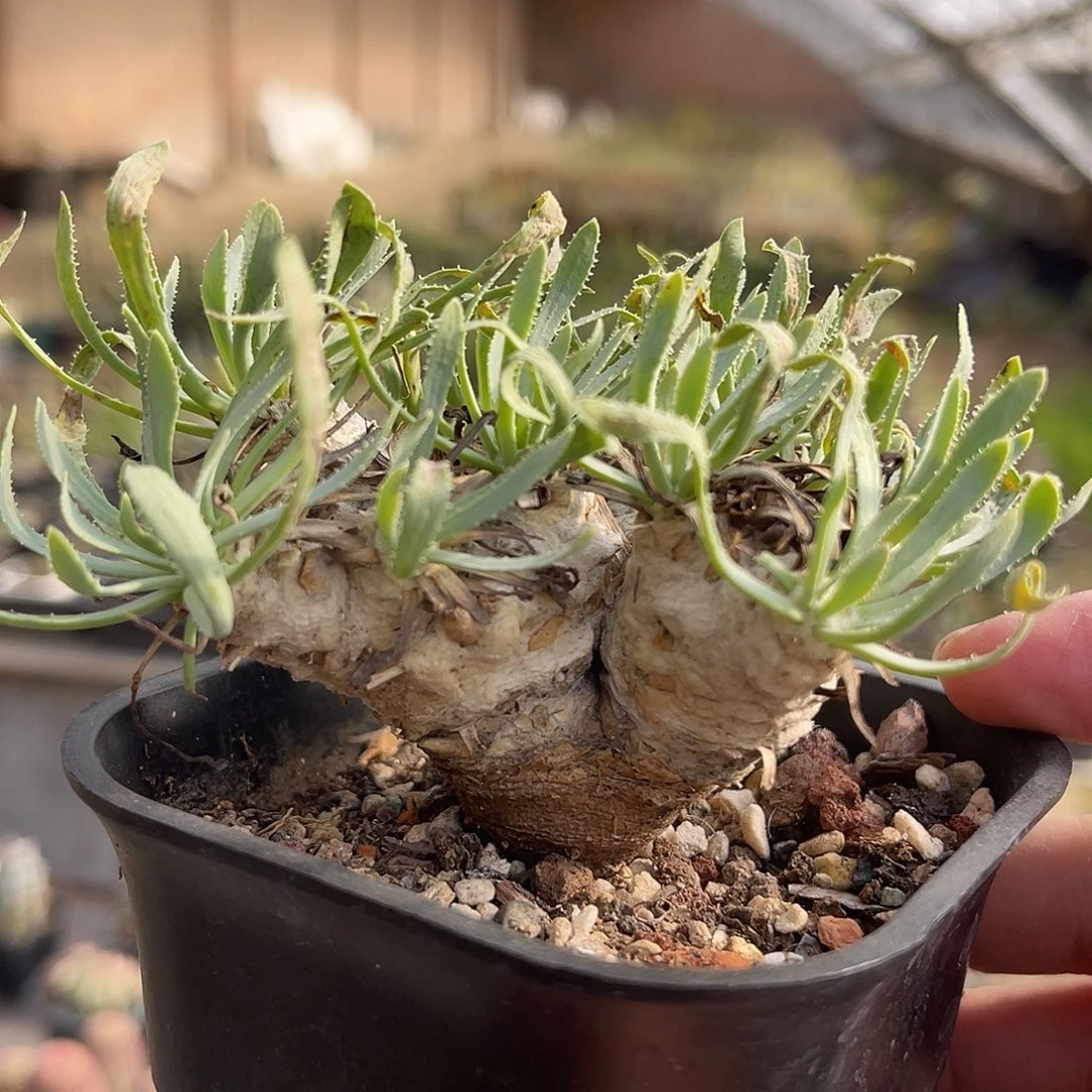 实生刨花厚敦菊大老桩