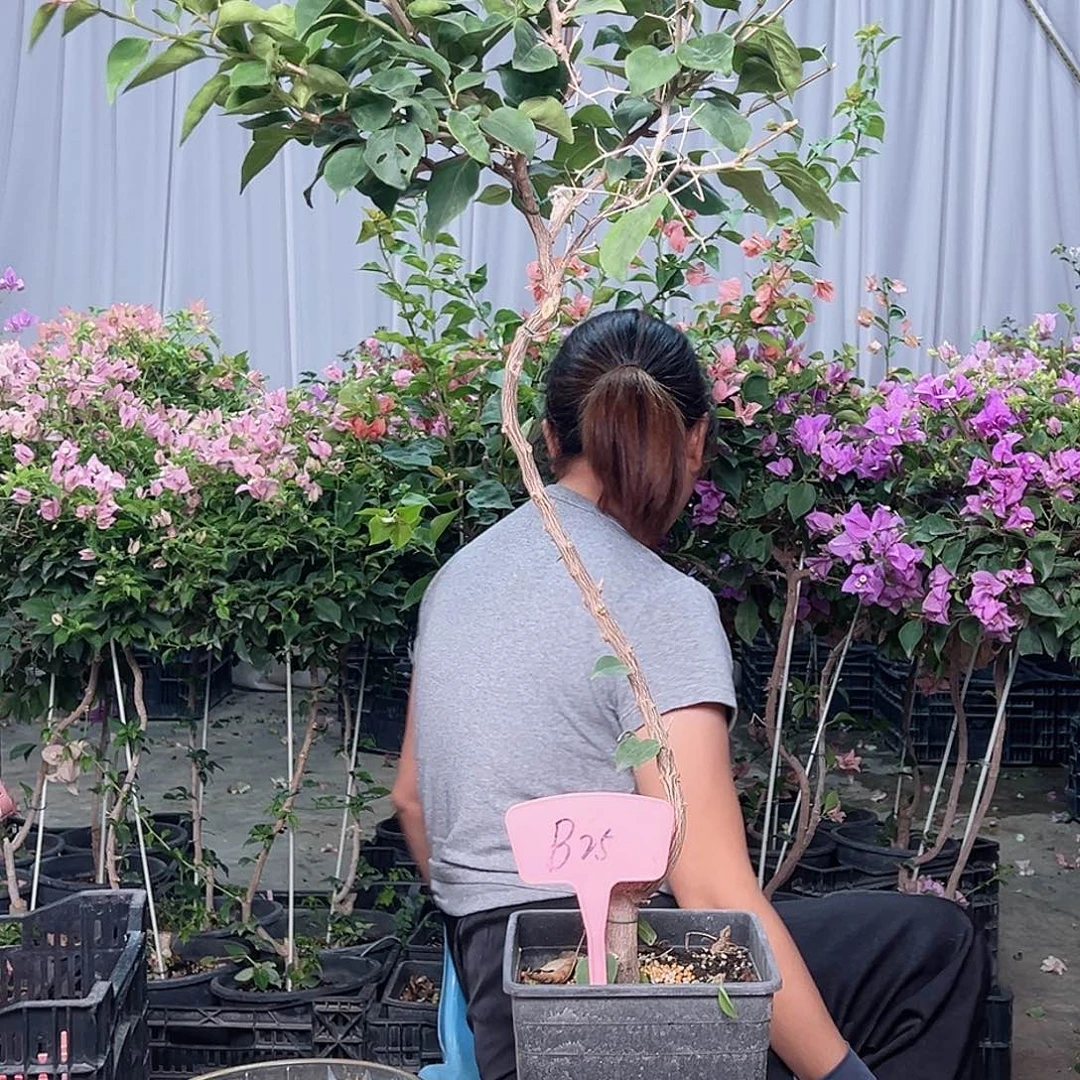 王***匡当前无花栽培后可以开花B25不甜